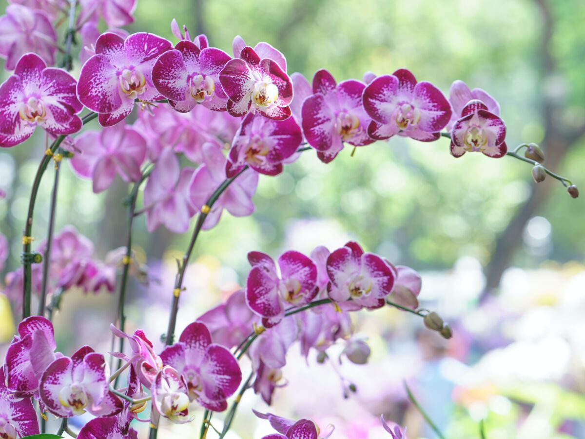 Comment entretenir son orchidée - Marché aux fleurs