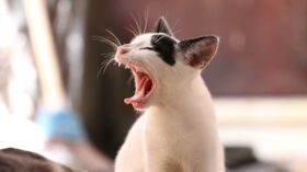 Mon Chat Vit En Appartement Faut Il Le Vacciner Femme Actuelle Le Mag