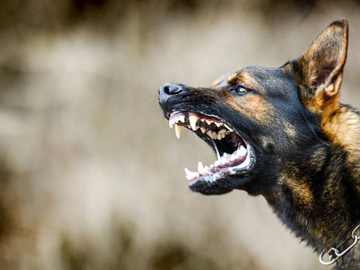 Bergers allemands, pitbulls, labradors : y a-t-il des chiens plus dangereux que d’autres ?