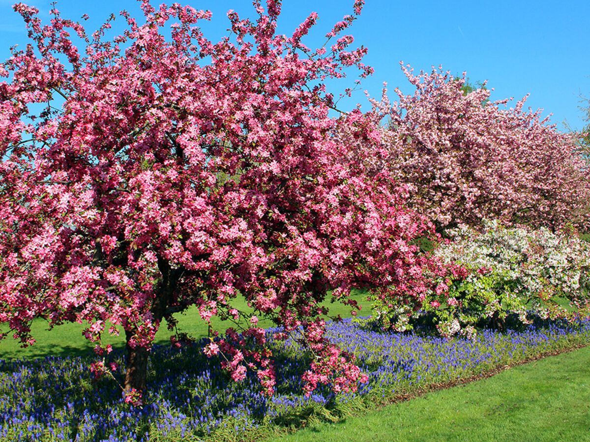 3 arbres à la floraison généreuse à planter à la fin de l’hiver