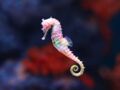 L’hippocampe : zoom sur un poisson qui ne sait pas nager !