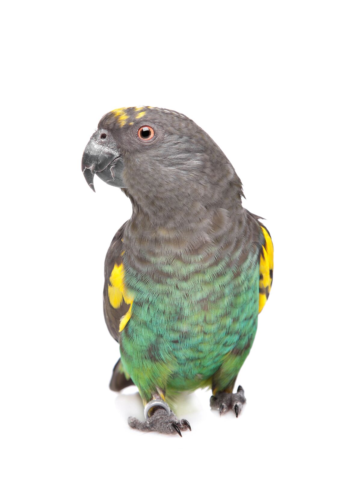 toucan perroquet perruche zoom sur les oiseaux de compagnie femme actuelle le mag