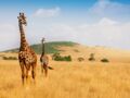 Tout savoir sur la girafe