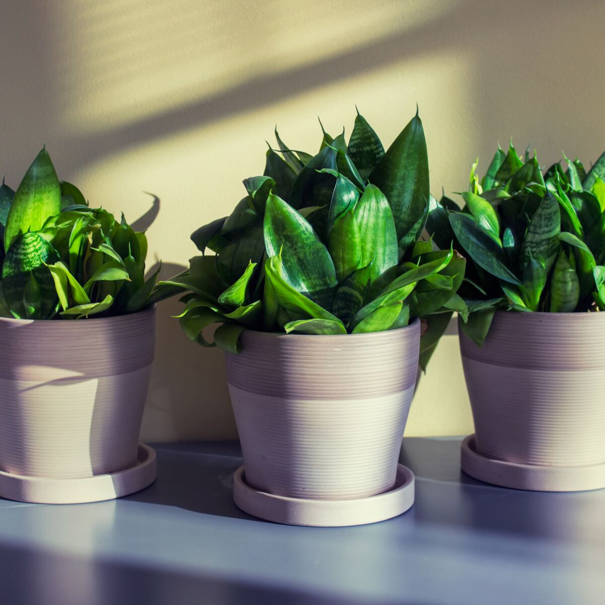 10 plantes d'intérieur à choisir quand on n'a pas la main verte 