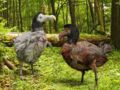 Tout savoir sur le dodo