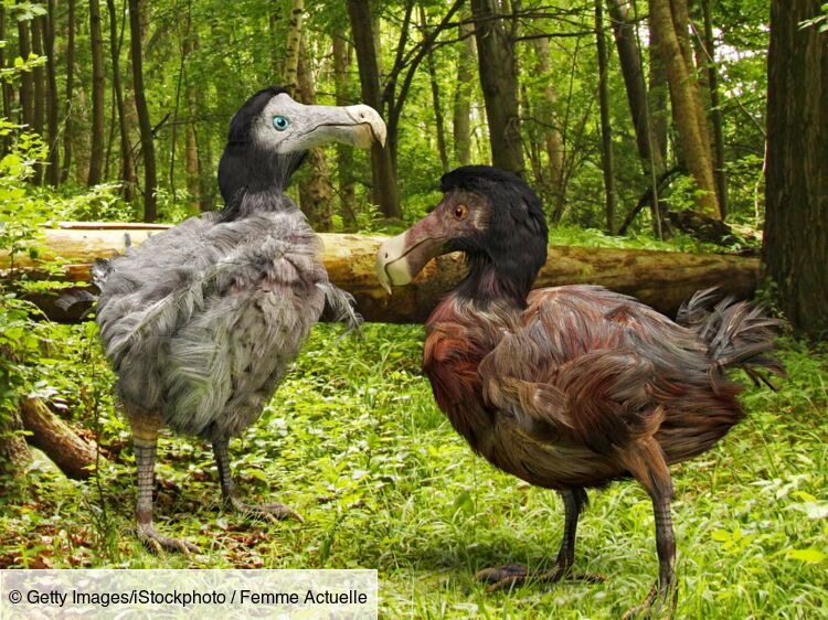 Tout savoir sur le dodo : Femme Actuelle Le MAG