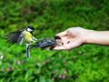 Comment reconnaître les oiseaux de mon jardin (et nos conseils pour en prendre soin)