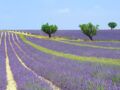 Voyage en Provence : nos conseils pour bien visiter les champs de lavande