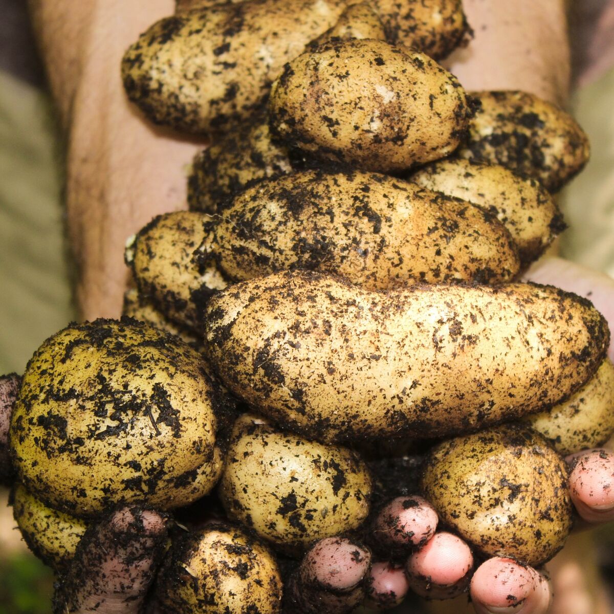 Pour Restaurer Les Sols Et Proteger La Biodiversite Plantez Des Patates Femme Actuelle Le Mag