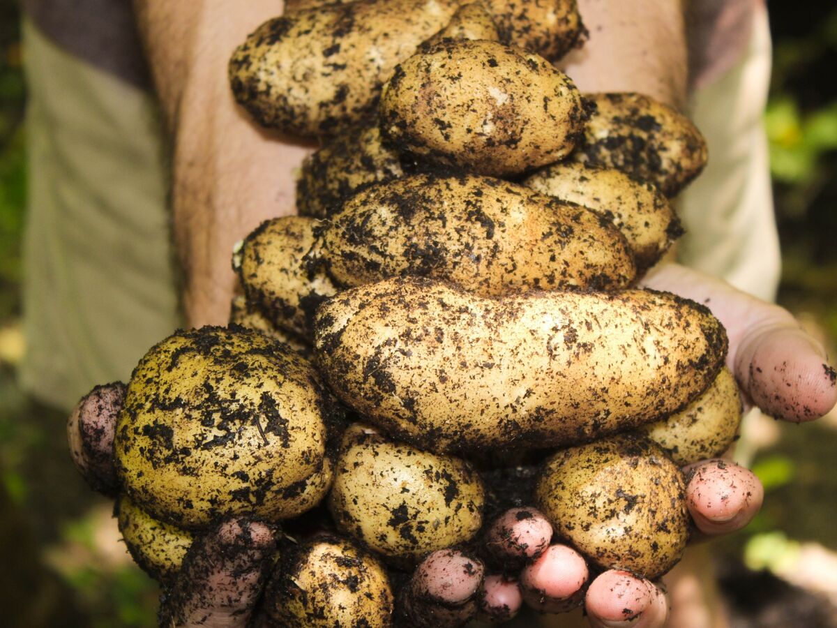 Pour restaurer les sols et protéger la biodiversité, plantez des patates !