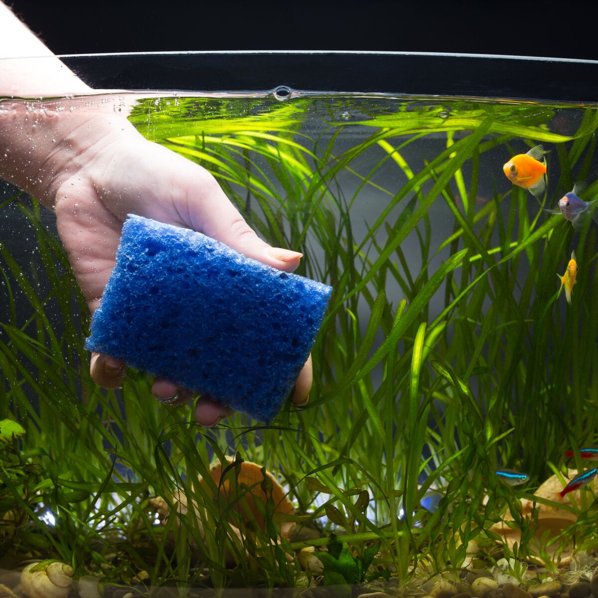 Comment nettoyer un aquarium ? Nos conseils d'entretien
