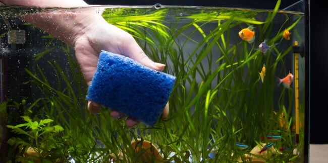Toutes nos astuces pratiques pour bien nettoyer son aquarium