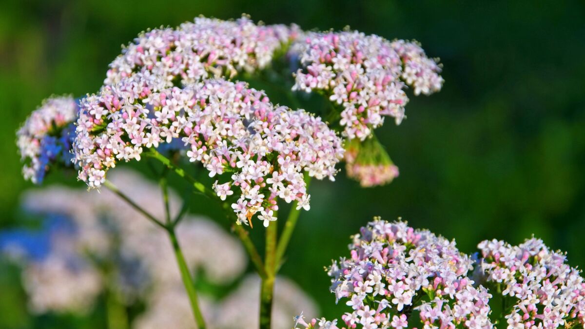 Comment utiliser la valériane ?- Plantes et Santé