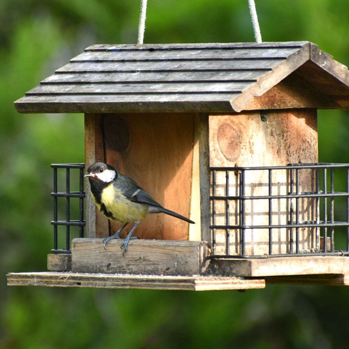 Aider les oiseaux à passer l'hiver + recette boules de graisse maison -  Carnet Green – bien-être au naturel, zéro déchet et écologie