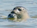Les phoques gris, résidants permanents de la baie de Somme