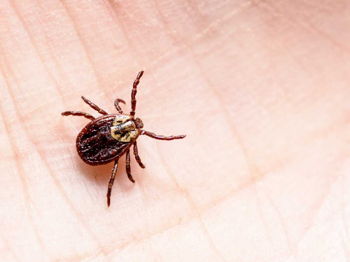 Maladie de Lyme : forte hausse des piqûres de tiques infectées dans les jardins privés, comment s'en protéger ?