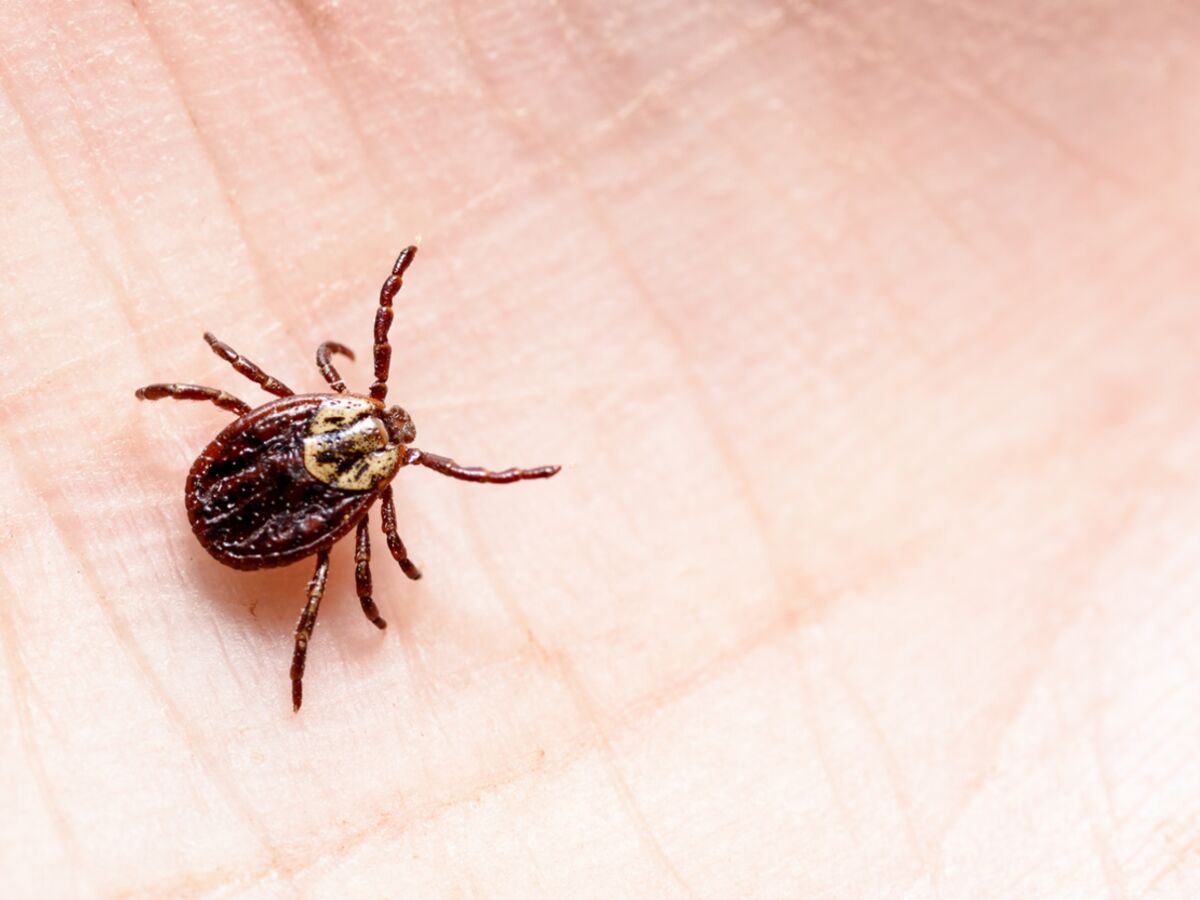 Maladie de Lyme : comment savoir si les tiques vont se multiplier près de chez vous ? Une étude répond