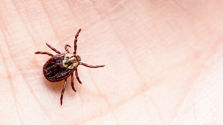 Maladie De Lyme Comment Savoir Si Les Tiques Vont Se Multiplier Pres De Chez Vous Une Etude Repond Femme Actuelle Le Mag