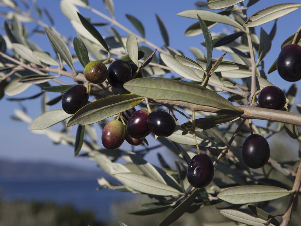 Olives : 7 variétés à déguster