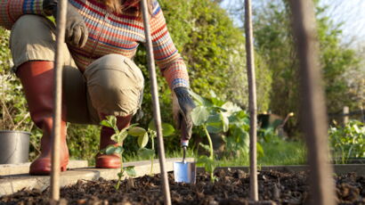 jardin en lasagnes comment cultiver facilement femme actuelle le mag