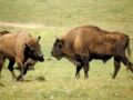 La réserve biologique des monts d’Azur : les bisons d’Europe étaient proches de l'extinction