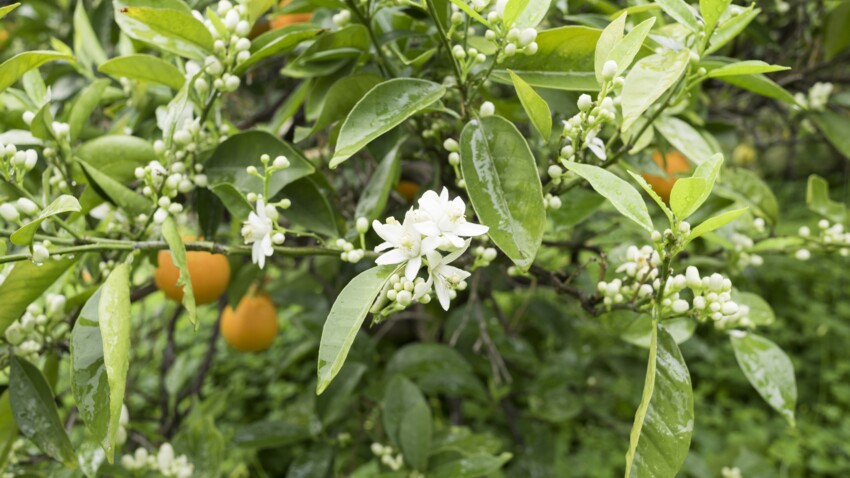 La Fleur D Oranger Suavite Printaniere Femme Actuelle Le Mag