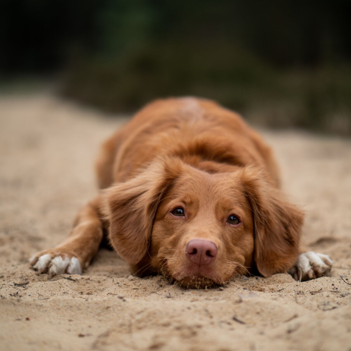 Quel Est Le Chien De Race Le Plus Populaire Dans Votre Region Femme Actuelle Le Mag Quel Est Le Chien De Race Le Plus Populaire Dans Votre Region Femme Actuelle Le Mag