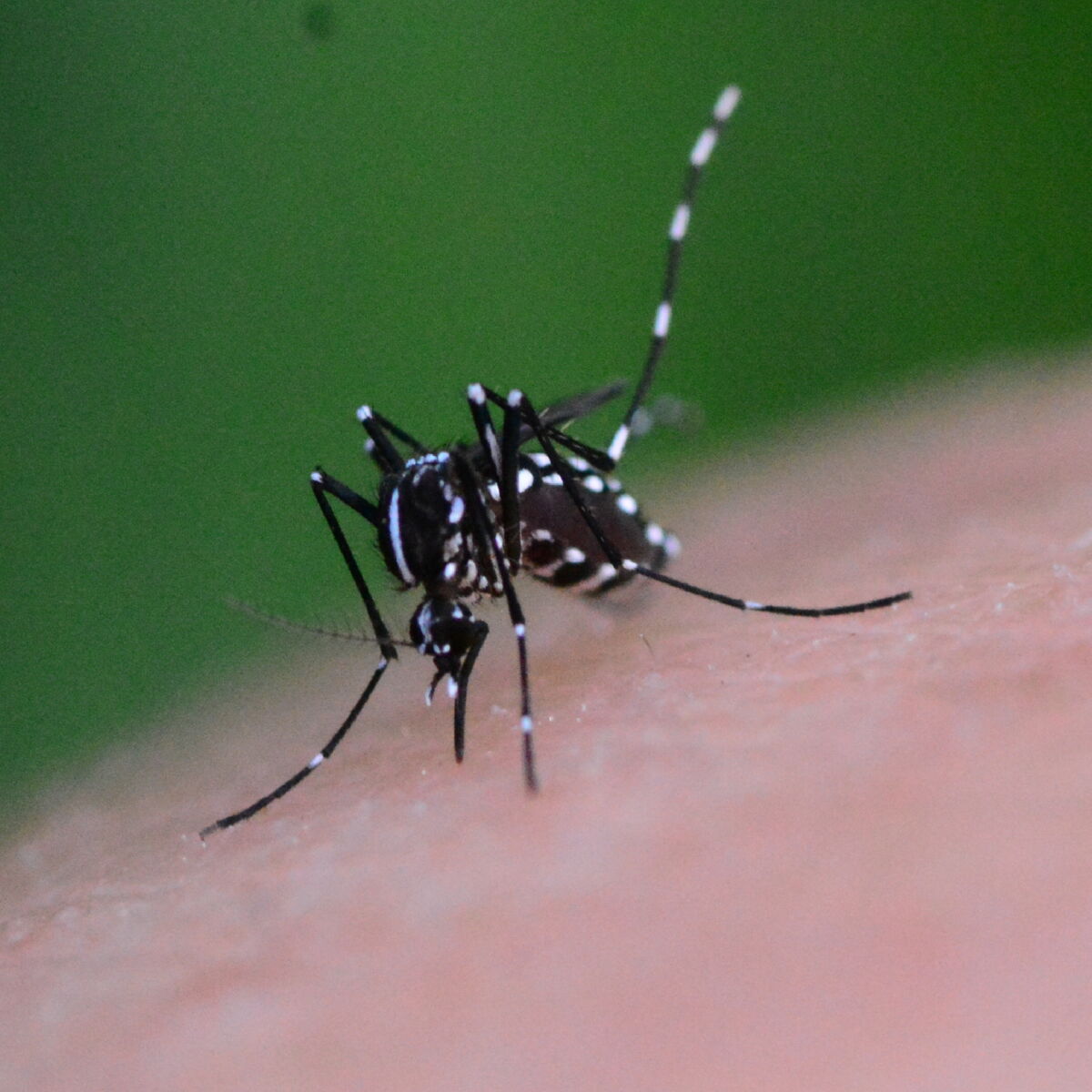 alerte au moustique tigre la liste des departements les plus infestes femme actuelle le mag