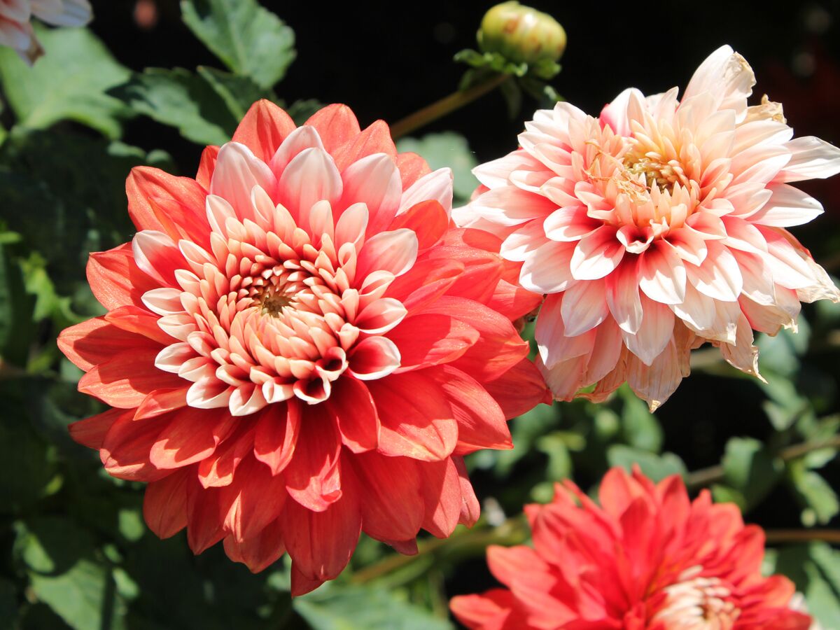 Quelles fleurs planter pour égayer son jardin au printemps ?