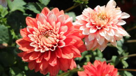 Quelles fleurs planter pour égayer son jardin au printemps ?