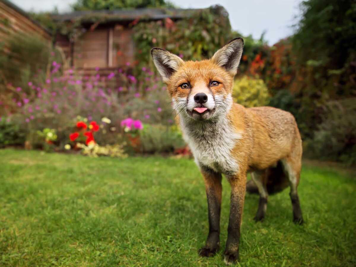 Découvrez ces lieux qui portent un nom de renard