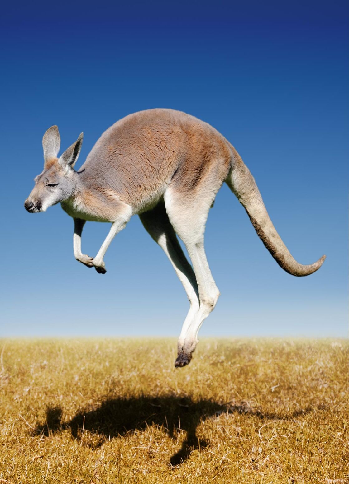 voyage derniere minute kangaroo