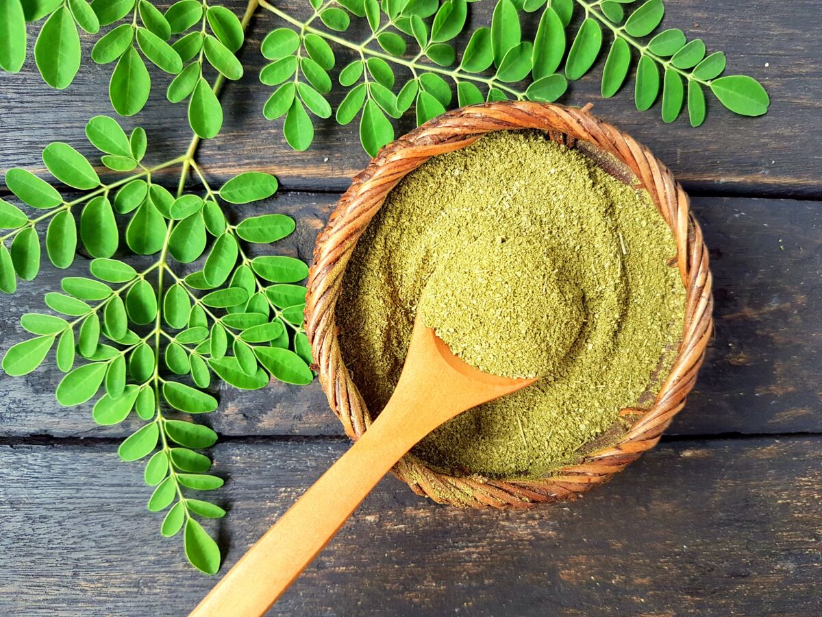 Moringa : quels sont ses bienfaits et ses contre-indications ?