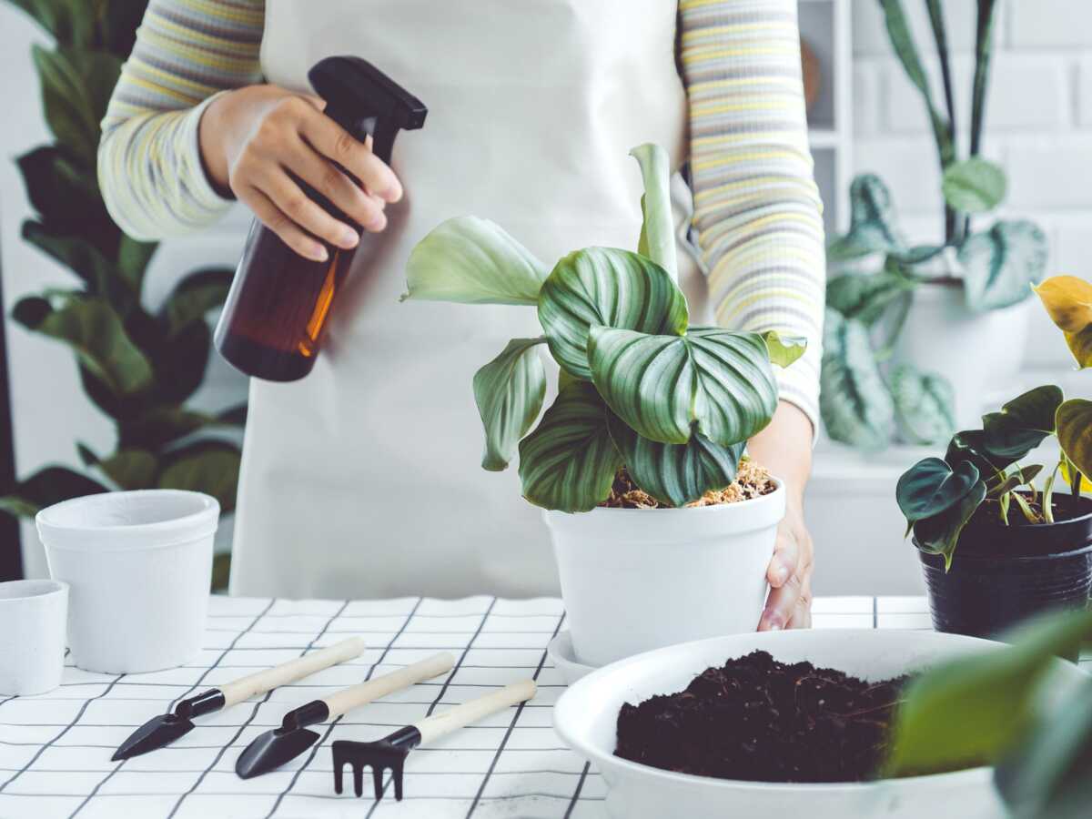 Quel est le meilleur moment pour arroser ses plantes ?