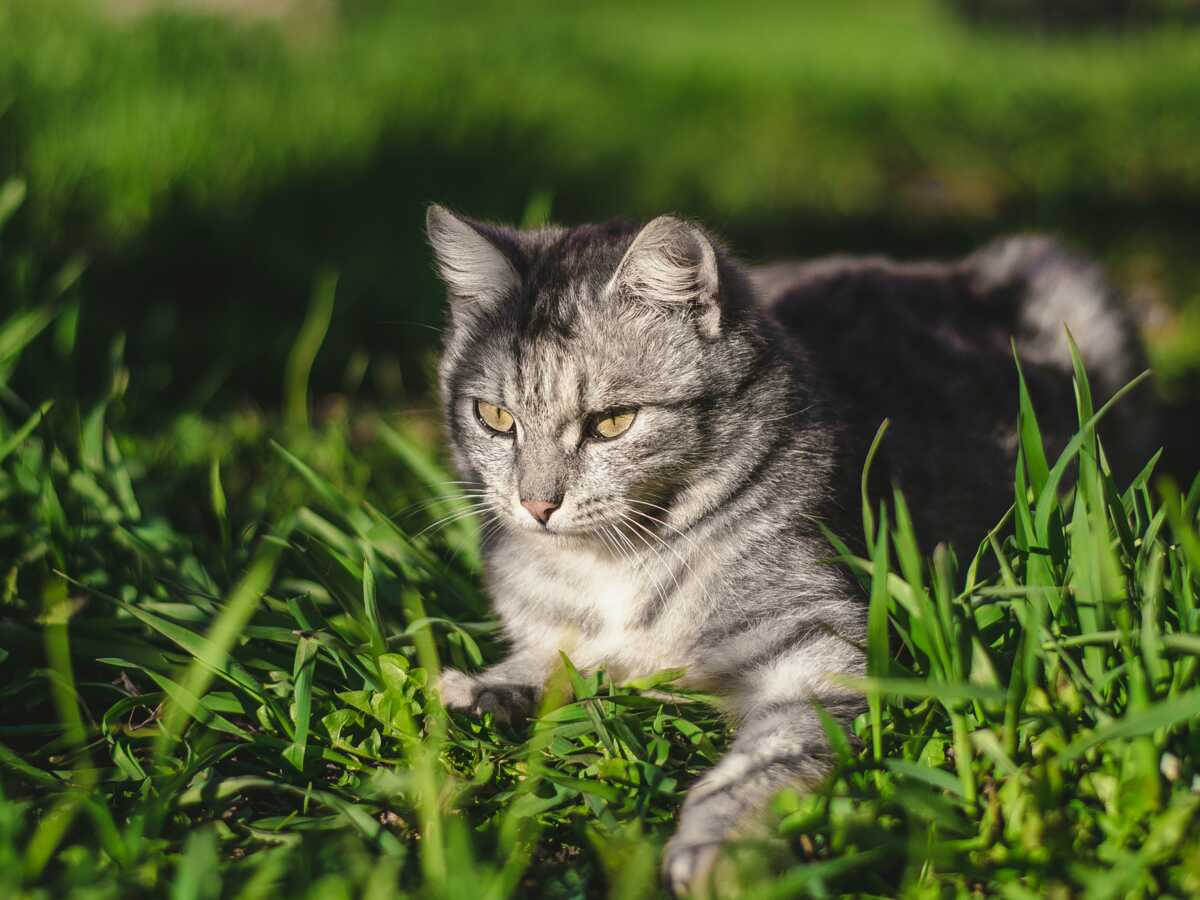 Olive, le chat mascotte de Bercy est mort