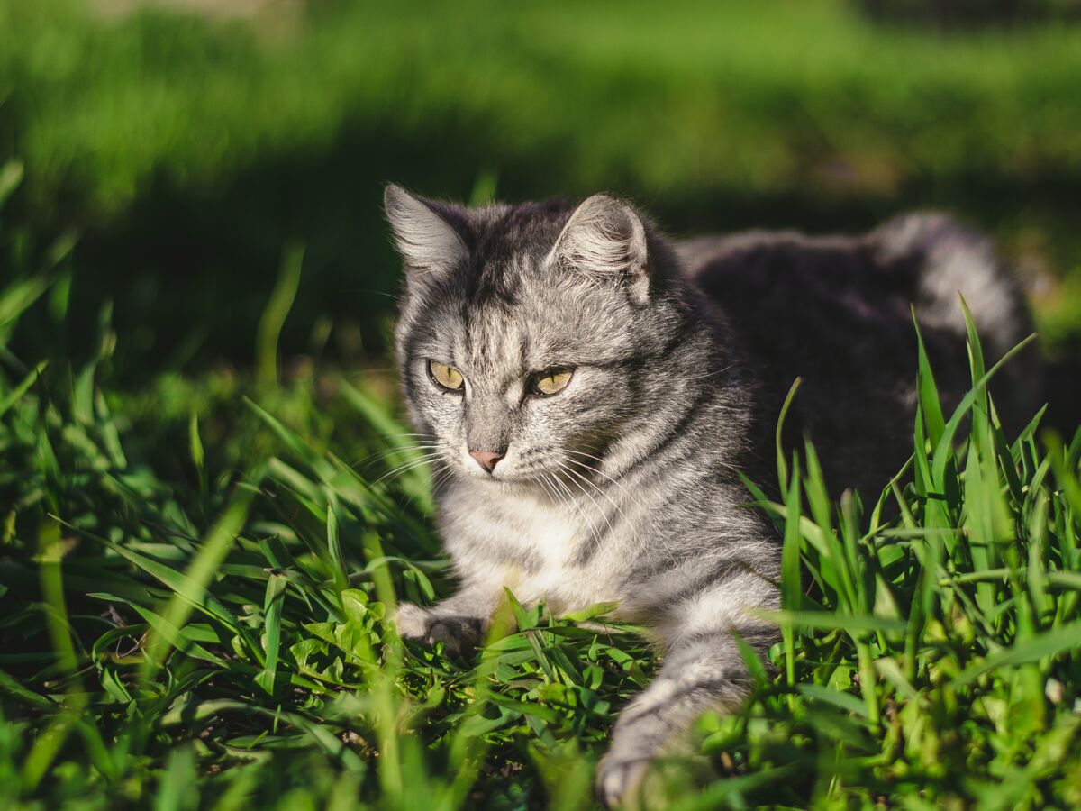 Olive Le Chat Mascotte De Bercy Est Mort Les Employes Du Ministere Partagent Leur Tristesse Femme Actuelle Le Mag