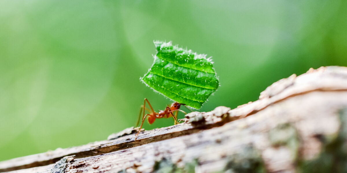 Piqure De Fourmi Comment La Reconnaitre Et La Soulager Femme Actuelle Le Mag