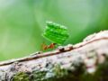 Piqûre de fourmi : comment la reconnaître et la soulager ?