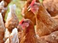 Grippe aviaire H5N8 : faut-il s'inquiéter de cette souche "hautement pathogène" ?