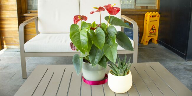 Sortir ses plantes d'intérieur en été : les bons réflexes