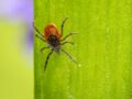 Maladie de Lyme : les 4 lieux où vous risquez le plus une morsure de tique