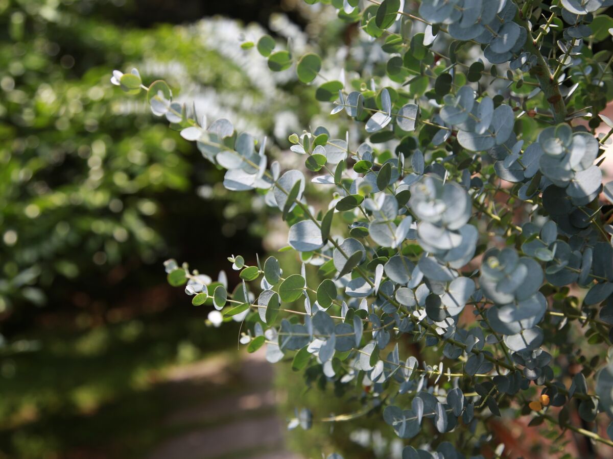 Eucalyptus radié : bienfaits et vertus - Fleurance Nature
