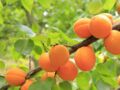 Abricots : 7 variétés à déguster