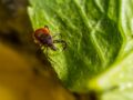 Maladie de Lyme : comment éviter les morsures de tiques ? Les conseils de Michel Cymes