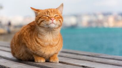 Litière pour chat : l'astuce géniale pour éviter les mauvaises