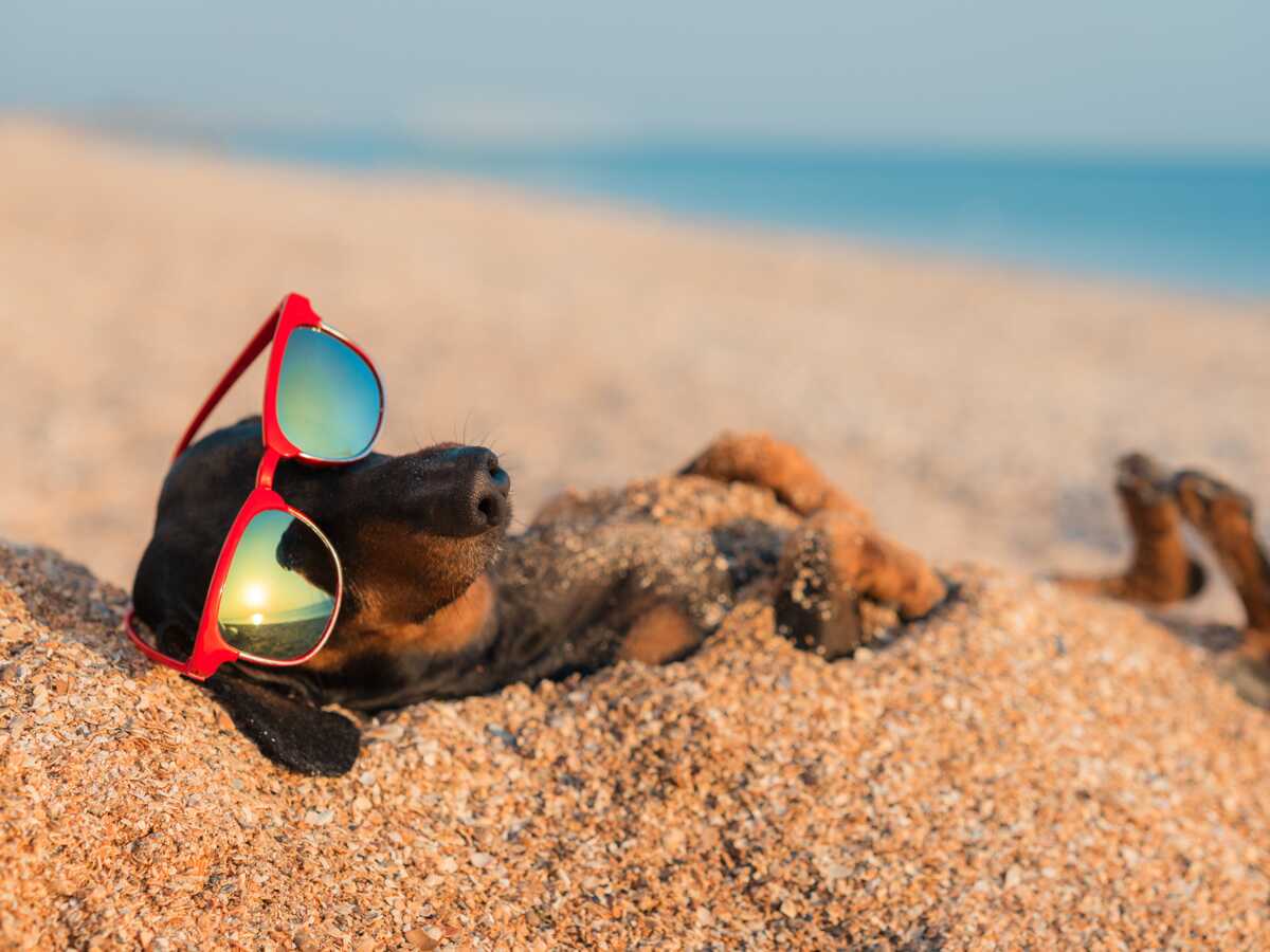 Un sondage révèle ce que les Français font de leurs animaux quand ils partent en vacances d'été