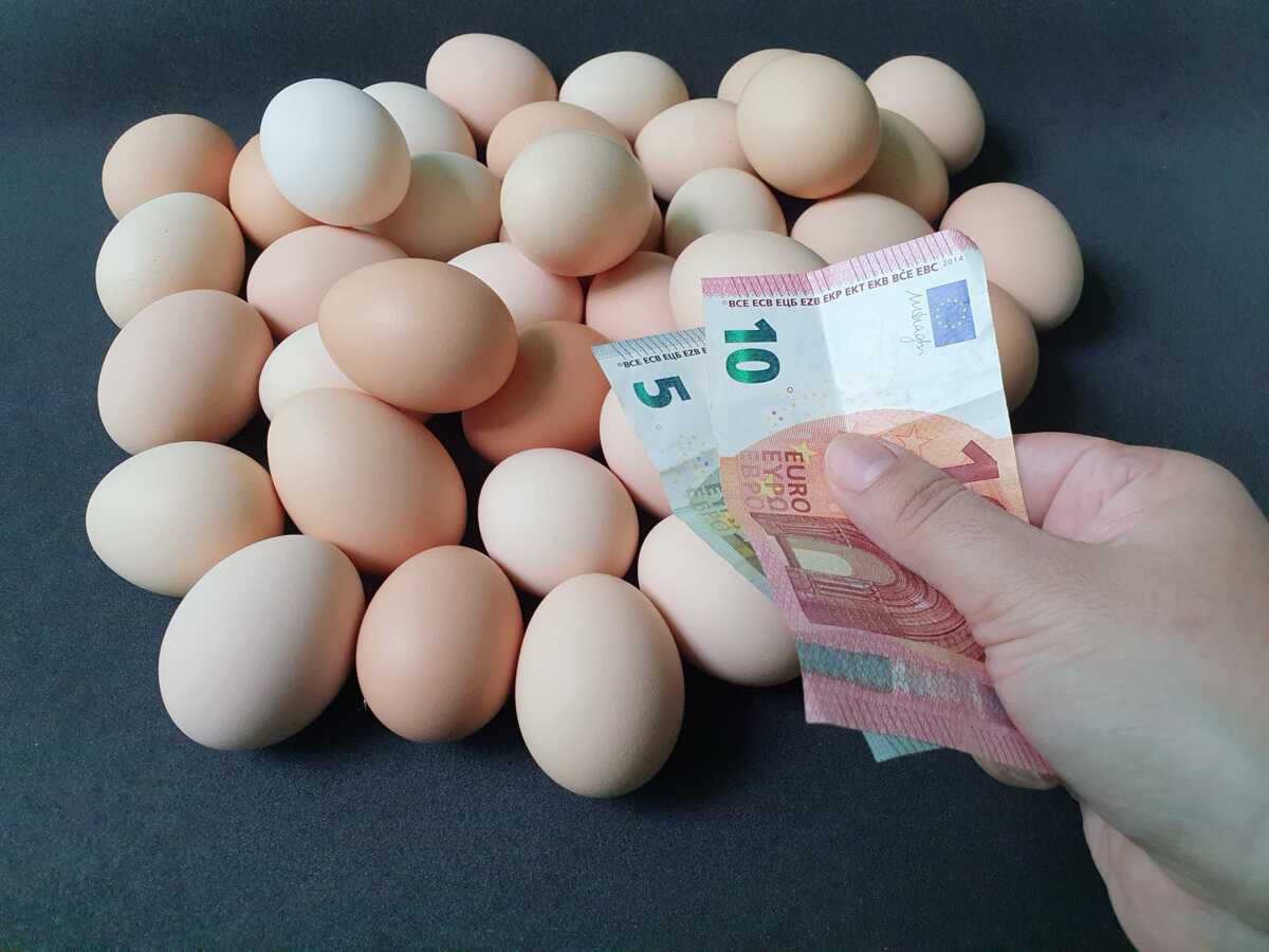 Pourquoi le prix des œufs va augmenter