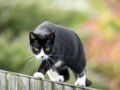7 astuces pour éloigner les chats de notre jardin
