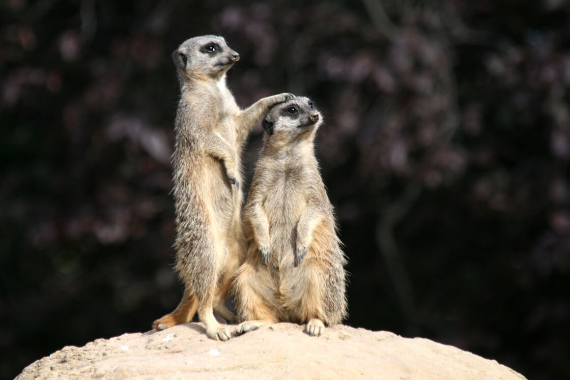 Tout Savoir Sur Le Suricate Femme Actuelle Le Mag 