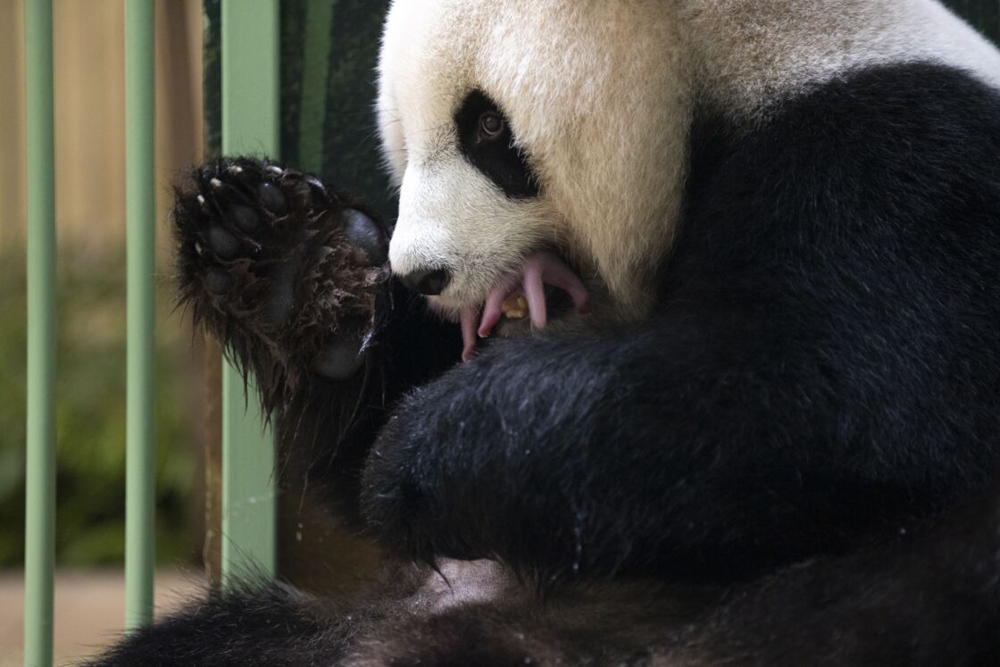 Zoo De Beauval Les 2 Bebes Pandas De Huan Huan Sont Nes Cette Nuit Femme Actuelle Le Mag